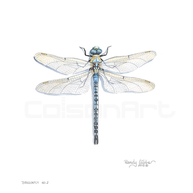 Randy Gibbs Dragonfly #2