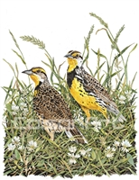 Randy Gibbs Meadowlarks