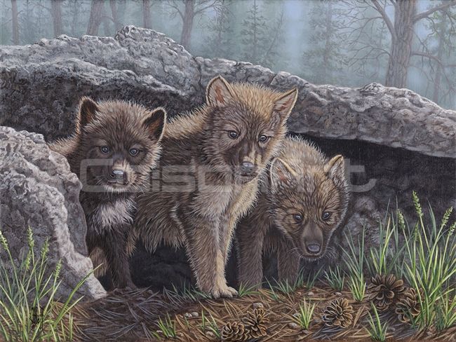 Wolf Pup Trio by Jeffrey Hoff