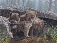 Wolf Pup Trio by Jeffrey Hoff