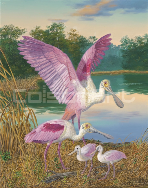 Randy McGovern Roseate Spoonbills