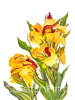 Canna Plants by Earle McKey