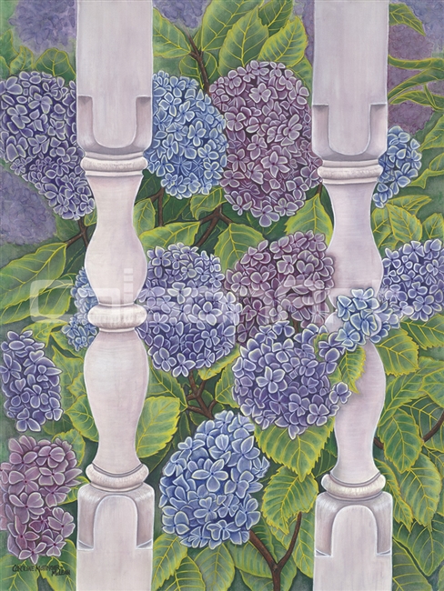 Caroline Mottinger Hydrangea