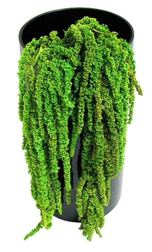 Hanging Amaranthus, Green