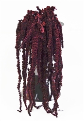 Hanging Amaranthus, Plum-Magenta