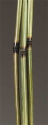 Burned Bamboo, Basil color