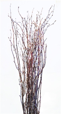 Birch twig, 3-4 ft