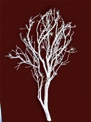 White Sparkle Manzanita branches, 24" tall