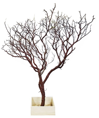Natural Red Manzanita Branch 36" Tall with Base, (Shipping Included!)