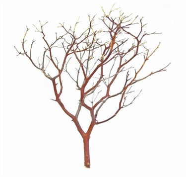 Natural Red Manzanita branches, 14 in. tall  (case/25, shipping included)