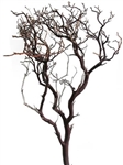 Natural Red Manzanita Branches, 24" Tall