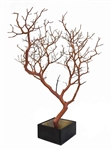 Natural Manzanita Branch, 24" Tall with Base Included