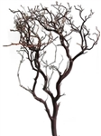 Natural Red Manzanita Branches, 24" Tall, (case of 2 shipping included!)