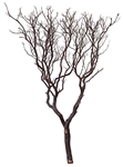 Natural Red Manzanita Trees, 60"