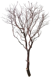 Natural Red Manzanita Tree, 72"