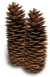 Sugar Pine Pinecone, Medium