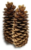 Sugar Pine Pinecone, Small