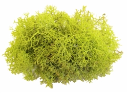 Reindeer Moss, chartreuse green