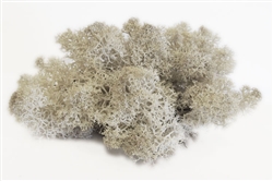 Reindeer Moss, natural color