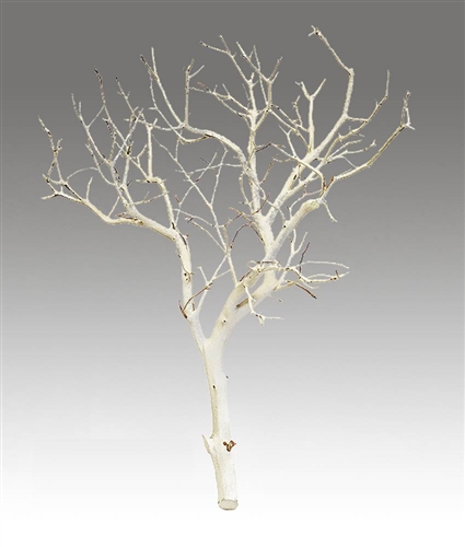 Sandblasted Manzanita Branches, 24" tall, (case of 4 shipping included!)