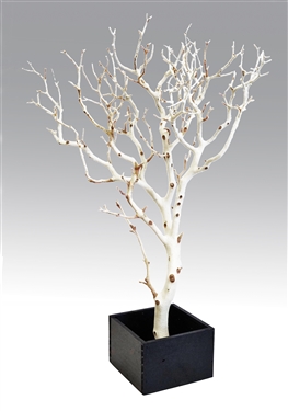 Two Sandblasted Manzanita Branches 24" Tall with Bases, (Shipping Included!)