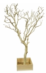 Sandblasted Manzanita Branch 36" Tall with Base, (Shipping Included!)