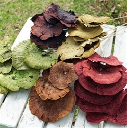 Sponge Mushroom on Stem, assorted colors