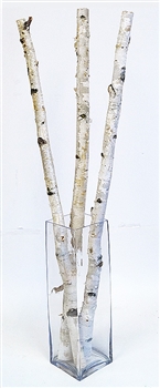 White Birch Sticks