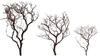 Natural Manzanita Branch Sample Pack, 14", 18", 24" (shipping included!)