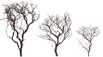 Natural Manzanita Branch Sample Pack, 14", 18", 24" (shipping included!)