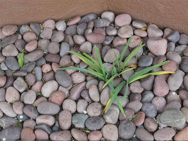 Red Mexican Beach Pebble 2" - 3" Bulk