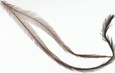 Emu Feathers - Unsorted Bulk  1 oz