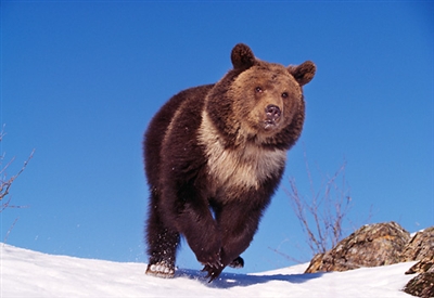 Grizzly Tale in Winter Storm