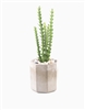 Cactus Geometric Planter