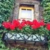 54" Vienna Black Wrought Iron Window Box With Flower Design