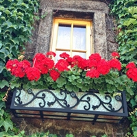 24" Vienna Wrought Iron Window Flower Box Design With Tarnish Green Copper Liner On Ivy Wall