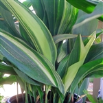 Aspidistra elatior 'Variegata'