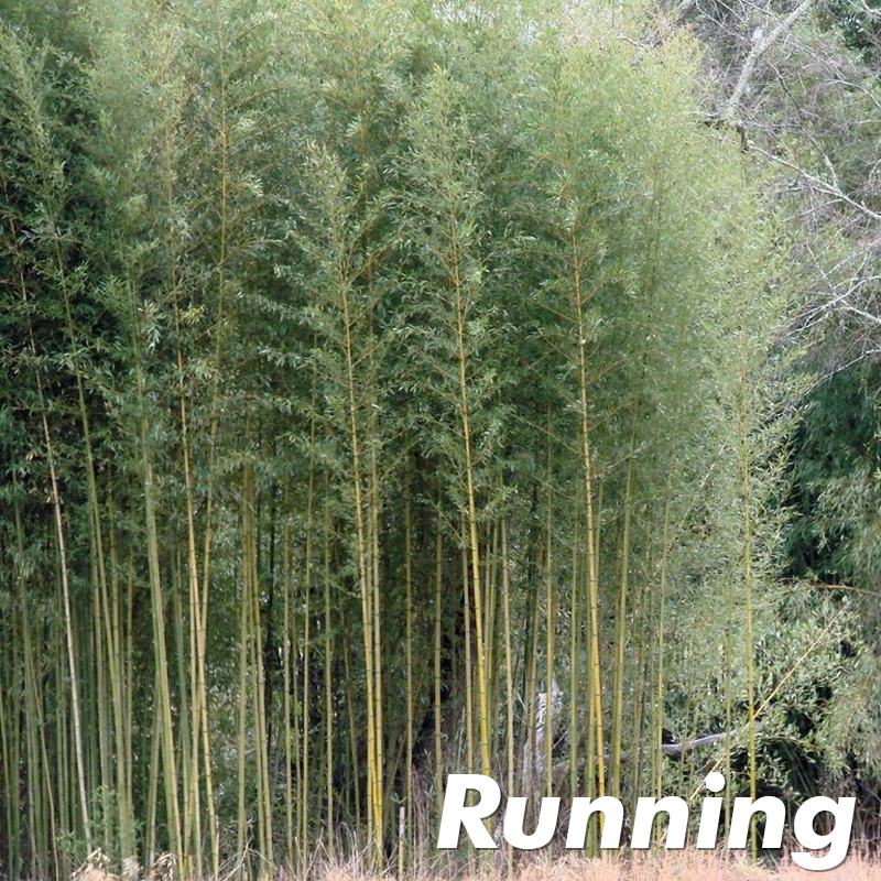 American Native Bamboo Plants