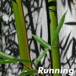 Green Groove Bamboo