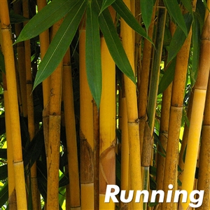 Yellow Banana Bamboo Plants