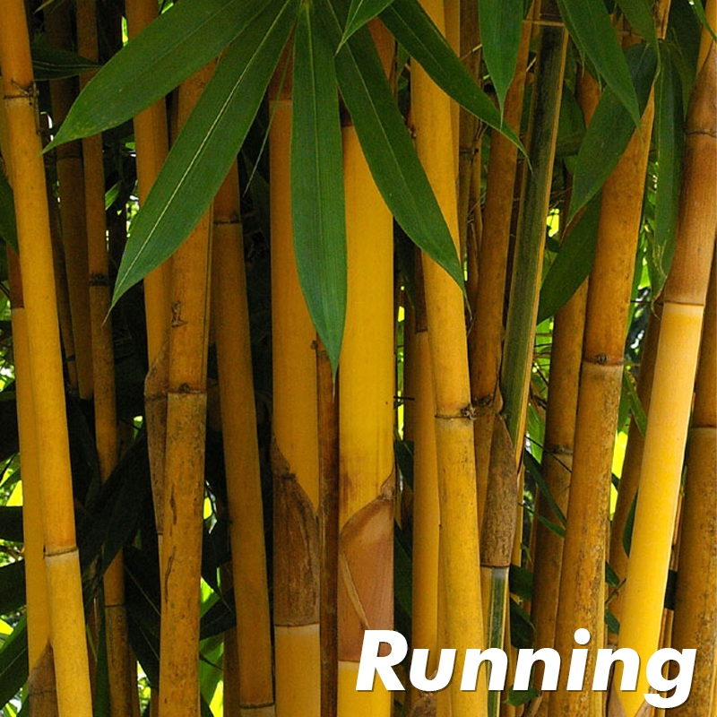 Yellow Banana Bamboo Plants