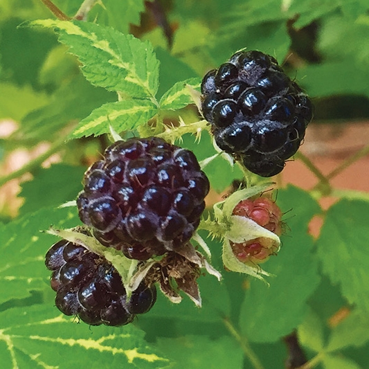 Austin Mays Blackberry Plant