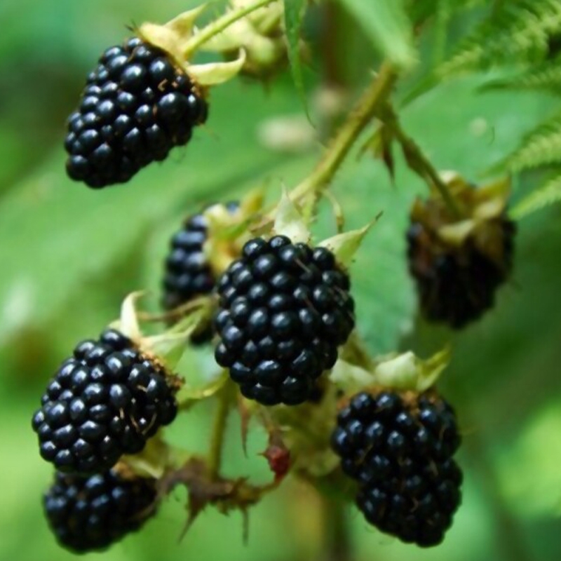 Shawnee Blackberry Plant