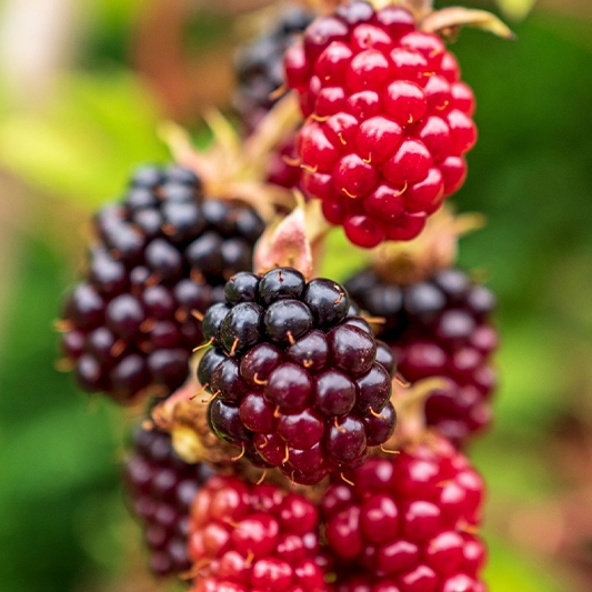 Boysenberry Blackberry Plant