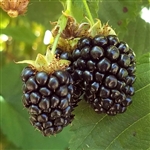 Elephant Blackberry Plant