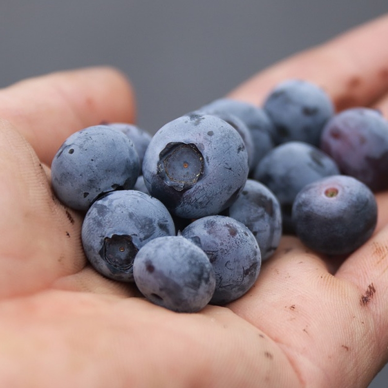 Powderblue Blueberry Plant