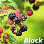 Cumberland Black Raspberry Plant