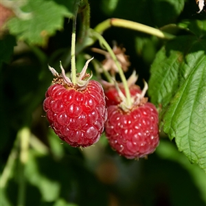 Canby Raspberry Plant