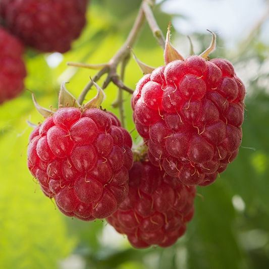 Heritage Raspberry Plant