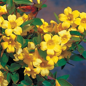 Carolina Jessamine